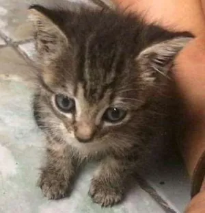 Gato raça Vira lata  idade Abaixo de 2 meses nome Rita