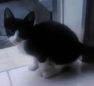 Gato raça Não sei dizer idade 2 a 6 meses nome Manhoso