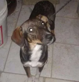 Cachorro raça SRD idade 2 a 6 meses nome Lunna