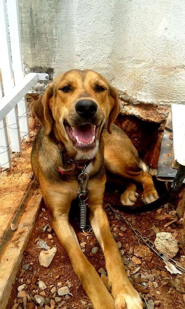 Cachorro ra a Beagle, mestiça idade 7 a 11 meses nome Nenem