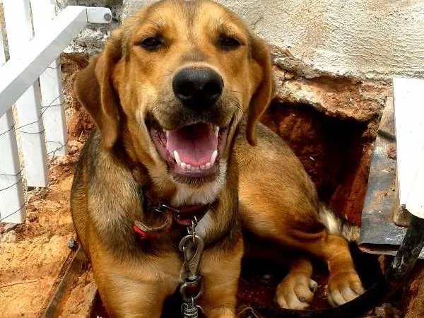 Cachorro ra a Beagle, mestiça idade 7 a 11 meses nome Nenem