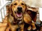 Cachorro raça Beagle, mestiça idade 7 a 11 meses nome Nenem