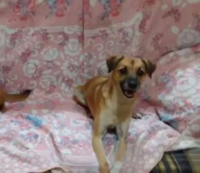 Cachorro ra a vira lata idade 3 anos nome Leo