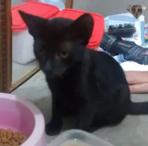 Gato raça  idade Abaixo de 2 meses nome Safira