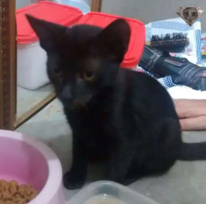 Gato ra a  idade Abaixo de 2 meses nome Safira