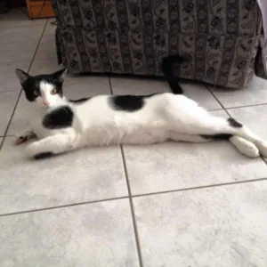 Gato raça SRD idade 2 a 6 meses nome Yuri