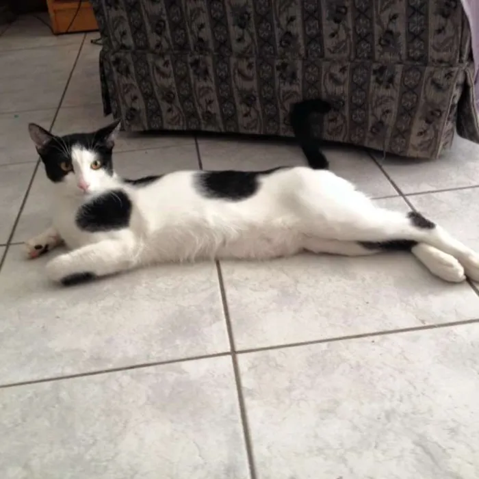 Gato ra a SRD idade 2 a 6 meses nome Yuri