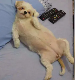 Cachorro raça Shitzu idade 4 anos nome Penélope