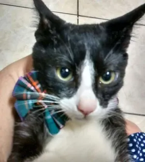 Gato raça  idade 2 a 6 meses nome Peter