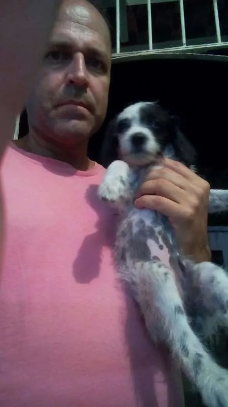 Cachorro ra a SRD idade 2 a 6 meses nome Pipoca