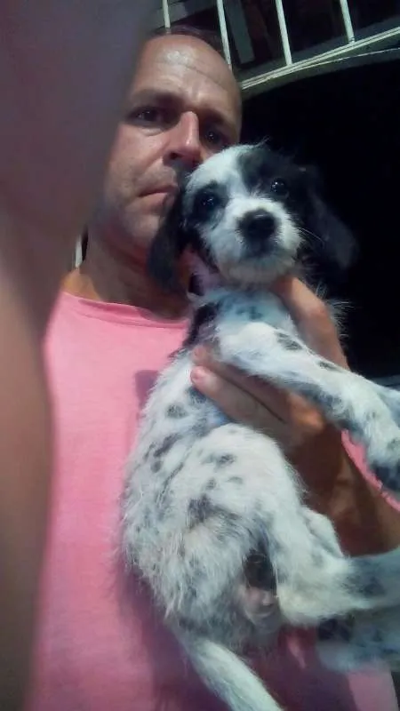 Cachorro ra a SRD idade 2 a 6 meses nome Pipoca