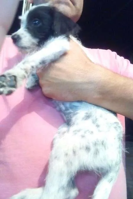 Cachorro ra a SRD idade 2 a 6 meses nome Pipoca