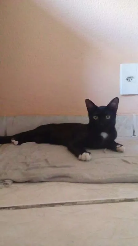 Gato ra a SRD idade 2 a 6 meses nome Botinhas