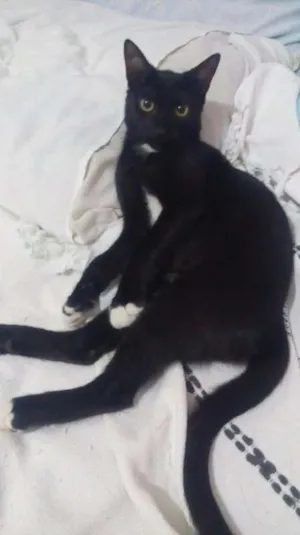 Gato raça SRD idade 2 a 6 meses nome Botinhas
