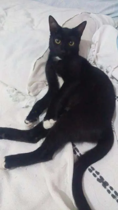 Gato ra a SRD idade 2 a 6 meses nome Botinhas