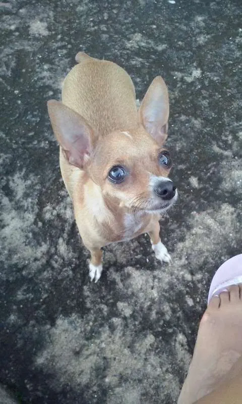 Cachorro ra a Pinscher 1 idade 2 anos nome Nina