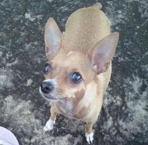 Cachorro ra a Pinscher 1 idade 2 anos nome Nina