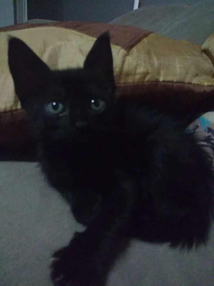 Gato ra a  idade Abaixo de 2 meses nome Kika