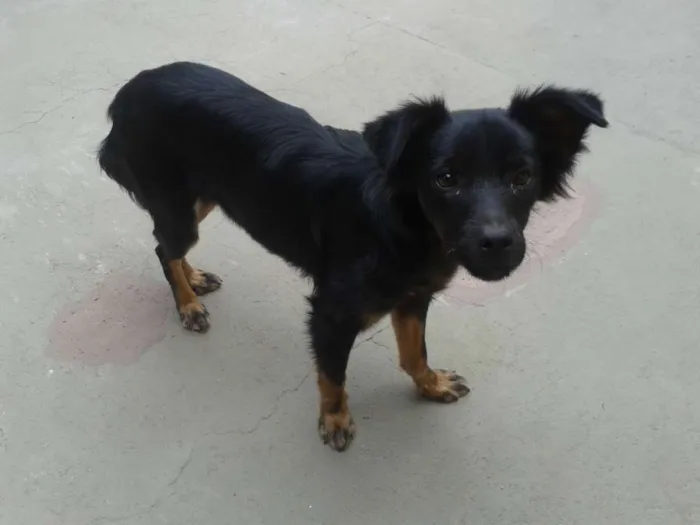 Cachorro ra a SRD idade 1 ano nome Lupita