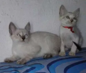 Gato raça Siamês idade 2 a 6 meses nome sem nome