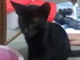 Safira