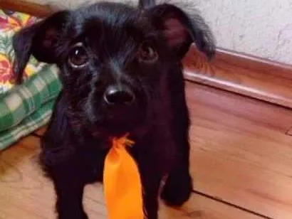 Cachorro ra a  idade 2 a 6 meses nome Sem nome 