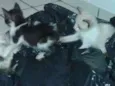 Gatinho