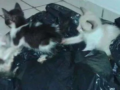 Gato raça Vira-lata idade Abaixo de 2 meses nome Gatinho
