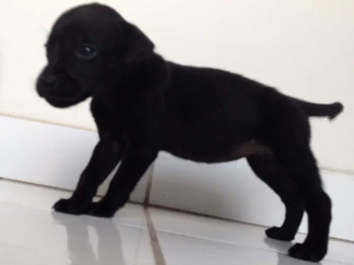 Cachorro raça SRD idade Abaixo de 2 meses nome FILHOTE