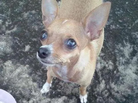 Cachorro ra a Pinscher 1 idade 2 anos nome Nina