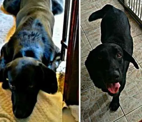Cachorro ra a Labrador preto idade 2 anos nome Bolota
