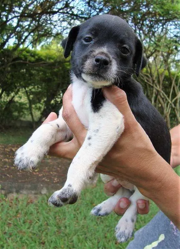 Cachorro ra a SRD idade 2 a 6 meses nome filhotes