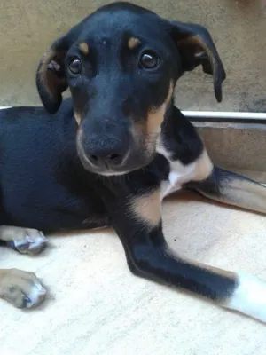Cachorro raça Srd idade 2 a 6 meses nome Lola