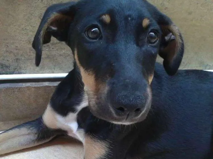 Cachorro ra a Srd idade 2 a 6 meses nome Lola