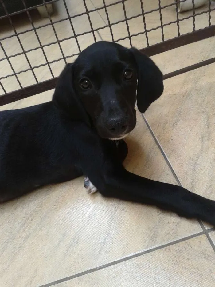 Cachorro ra a Srd idade 2 a 6 meses nome Bela