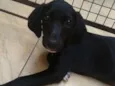 Bela