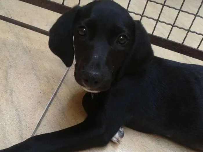 Cachorro ra a Srd idade 2 a 6 meses nome Bela