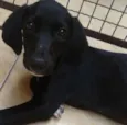Bela