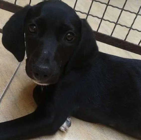 Cachorro ra a Srd idade 2 a 6 meses nome Bela