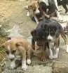 Cachorro raça misto com hott wal idade Abaixo de 2 meses nome filhotes 