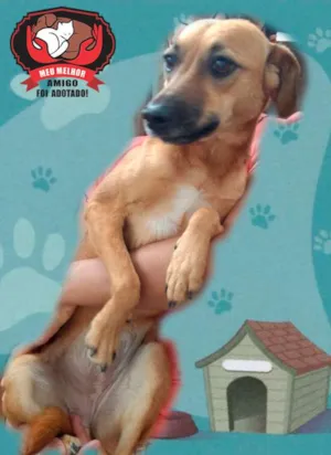 Cachorro raça SRD idade 1 ano nome MEG
