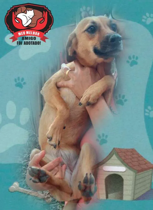 Cachorro ra a SRD idade 1 ano nome MEG