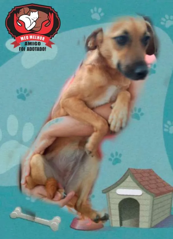 Cachorro ra a SRD idade 1 ano nome MEG