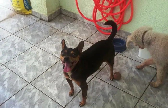 Cachorro ra a Pinscher idade 5 anos nome Pluto