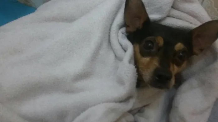 Cachorro ra a Pinscher idade 5 anos nome Pluto
