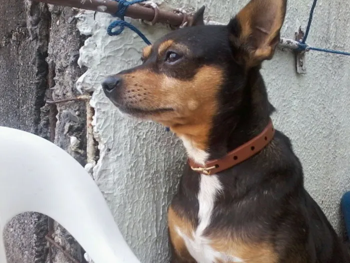 Cachorro ra a Pinscher idade 5 anos nome Pluto