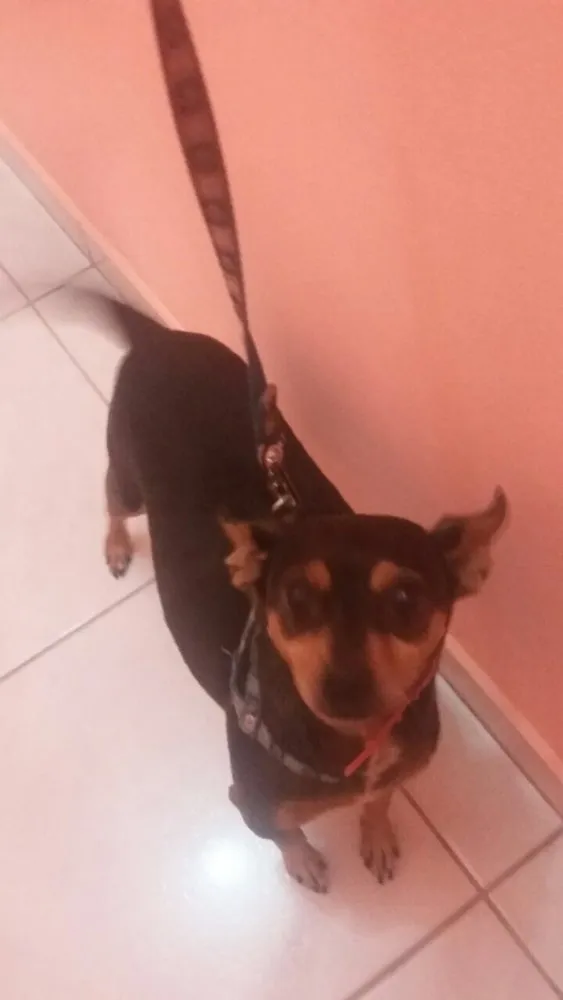 Cachorro ra a Pinscher idade 5 anos nome Pluto