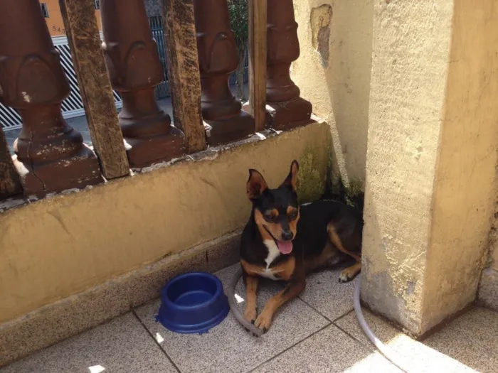 Cachorro ra a Pinscher idade 5 anos nome Pluto