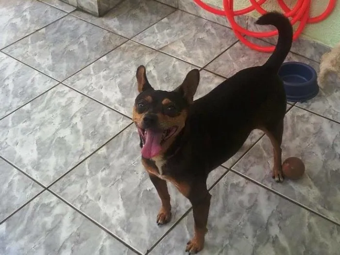 Cachorro ra a Pinscher idade 5 anos nome Pluto