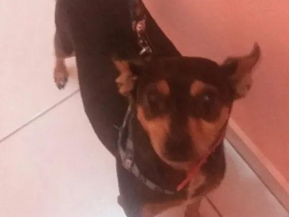 Cachorro ra a Pinscher idade 5 anos nome Pluto